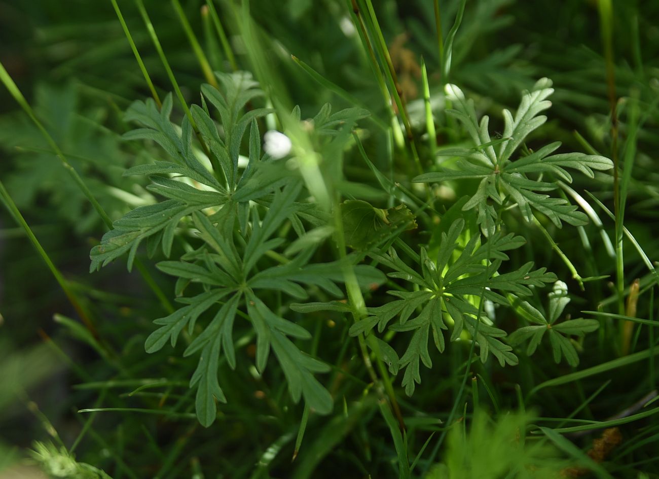 Изображение особи Geranium kurdicum.