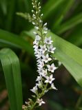 Смотреть изображение Lysimachia clethroides