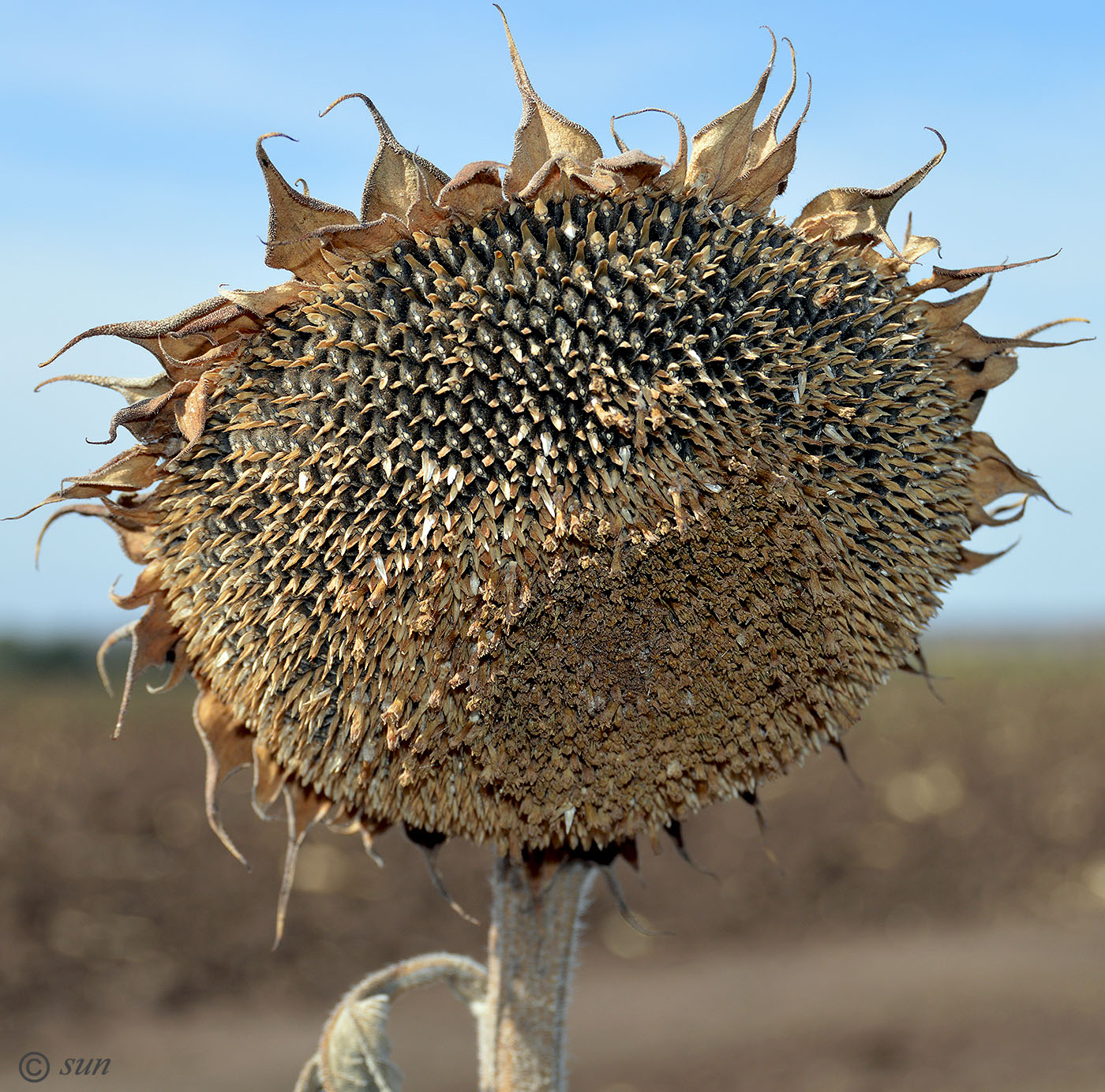 Изображение особи Helianthus annuus.
