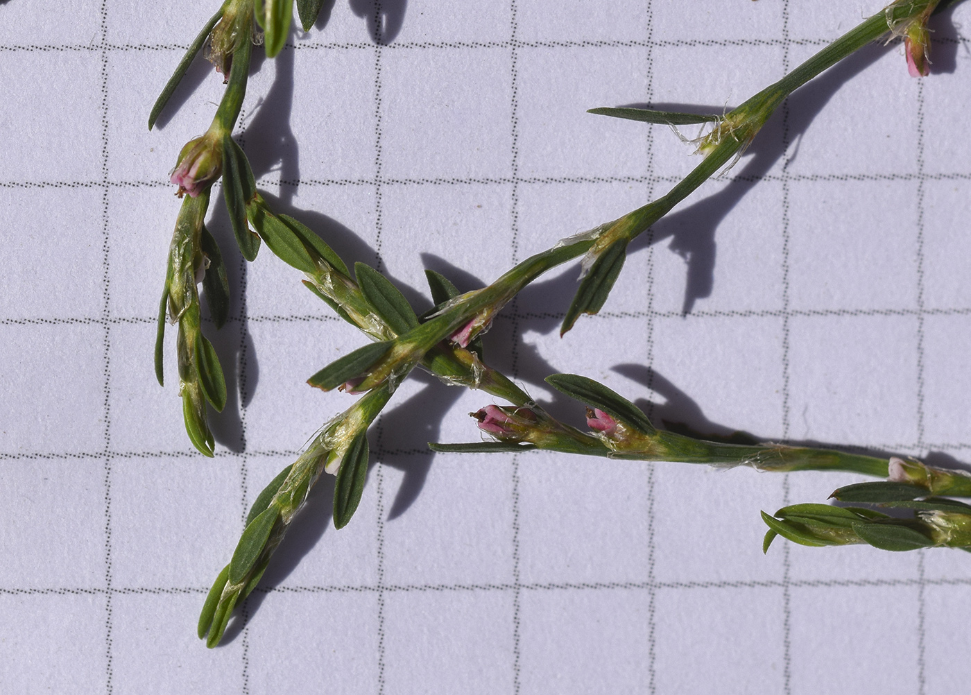 Изображение особи Polygonum equisetiforme.