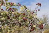 Crataegus × tournefortii. Ветвь с плодами. ЮЗ Крым, окр. с. Резервное, гора Калафатлар, заросшая кустарником поляна. 16.10.2025.