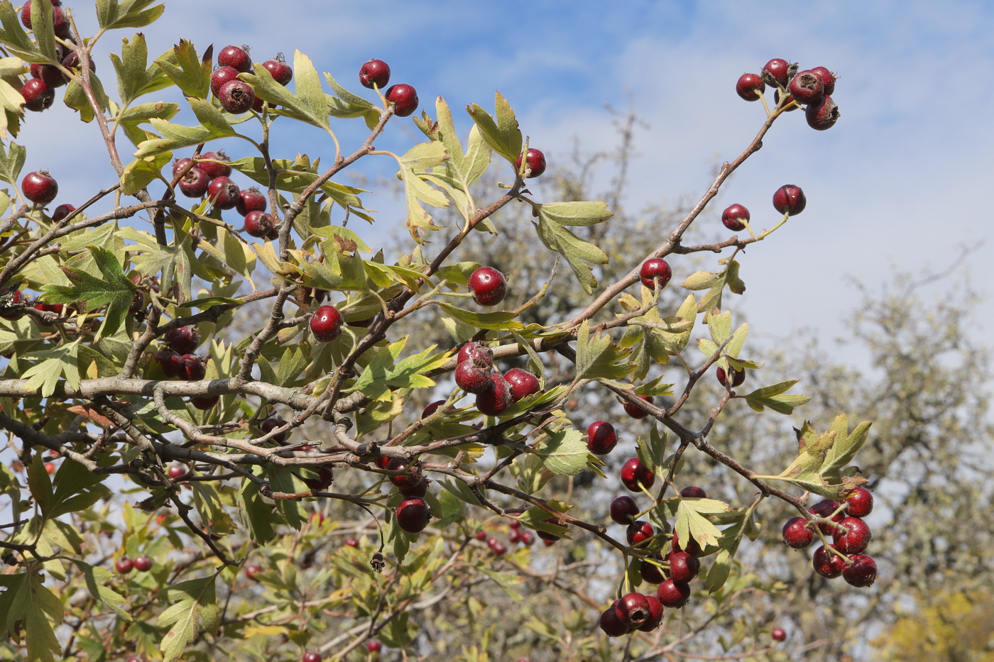 Изображение особи Crataegus × tournefortii.