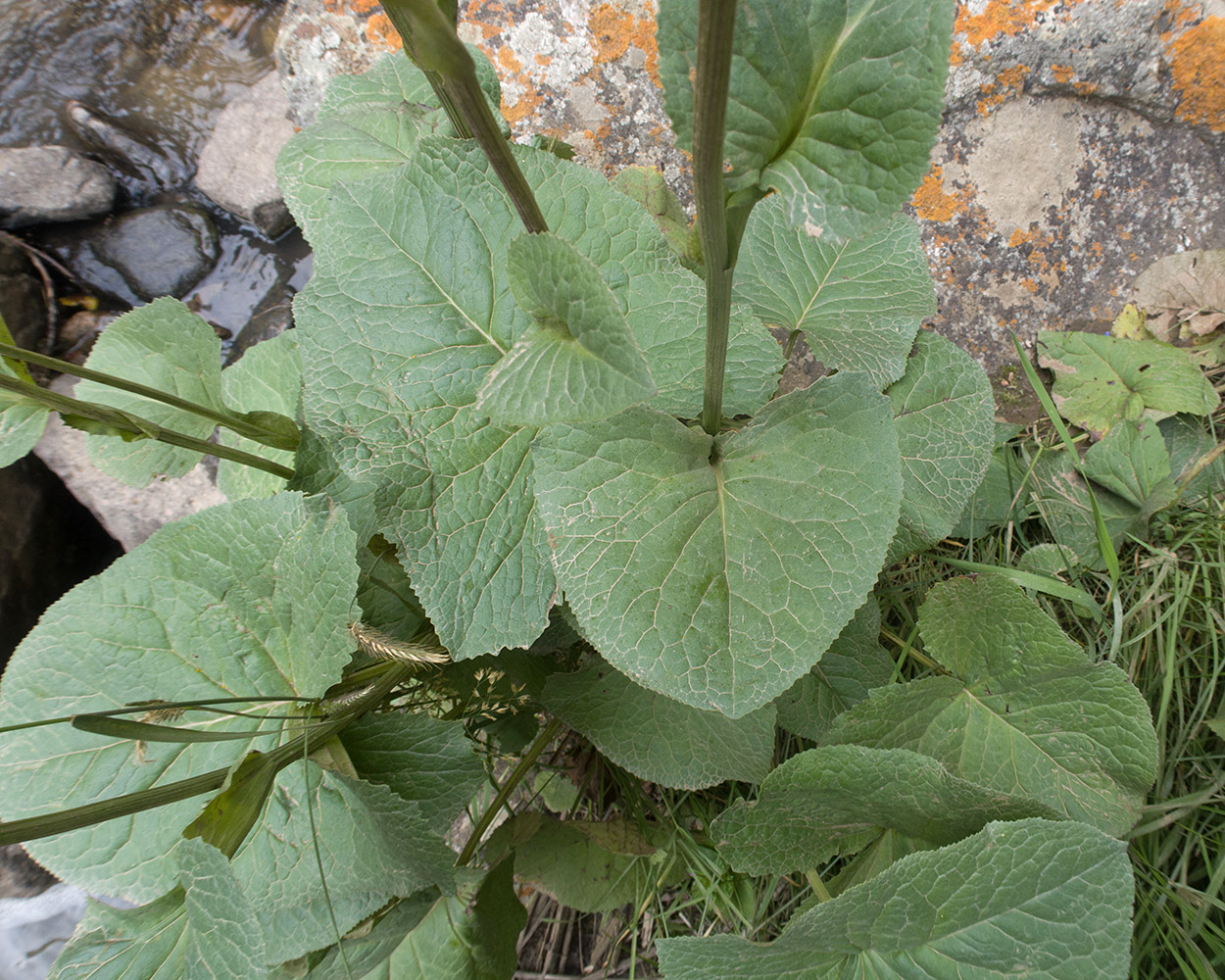 Изображение особи Ligularia subsagittata.