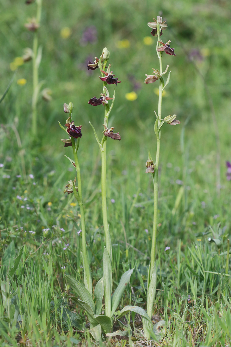 Изображение особи Ophrys mammosa.