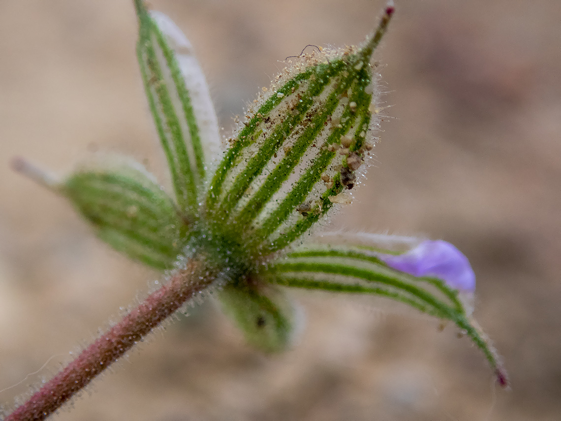 Image of genus Erodium specimen.