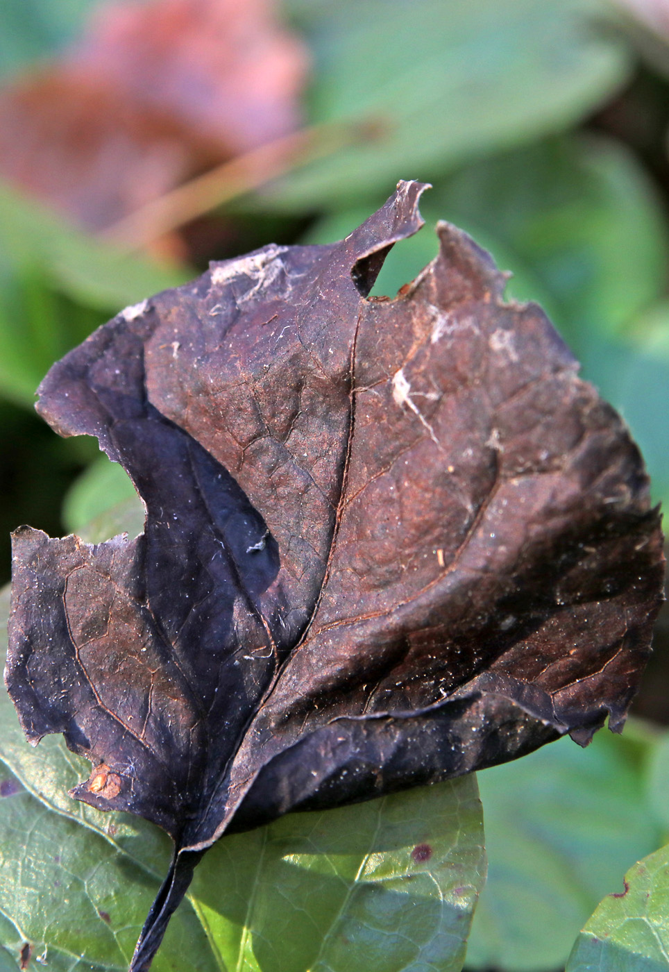 Изображение особи Pyrola rotundifolia.
