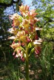 Orchis × wulffiana. Соцветие. Крым, окр. Балаклавы. 1 мая 2008 г.