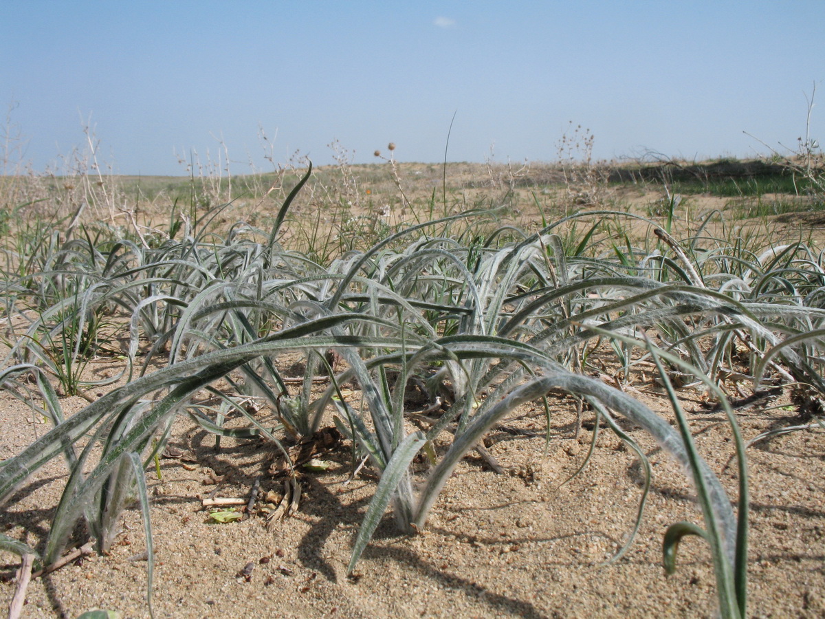 Image of Scorzonera sericeolanata specimen.
