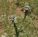 Onopordum carduchorum. Верхушка растения с развивающимися соцветиями. Турция, ил Хаккяри, окр. ур. Кёпрюлю, выс. 1000 м н.у.м. 25 мая 2025 г.