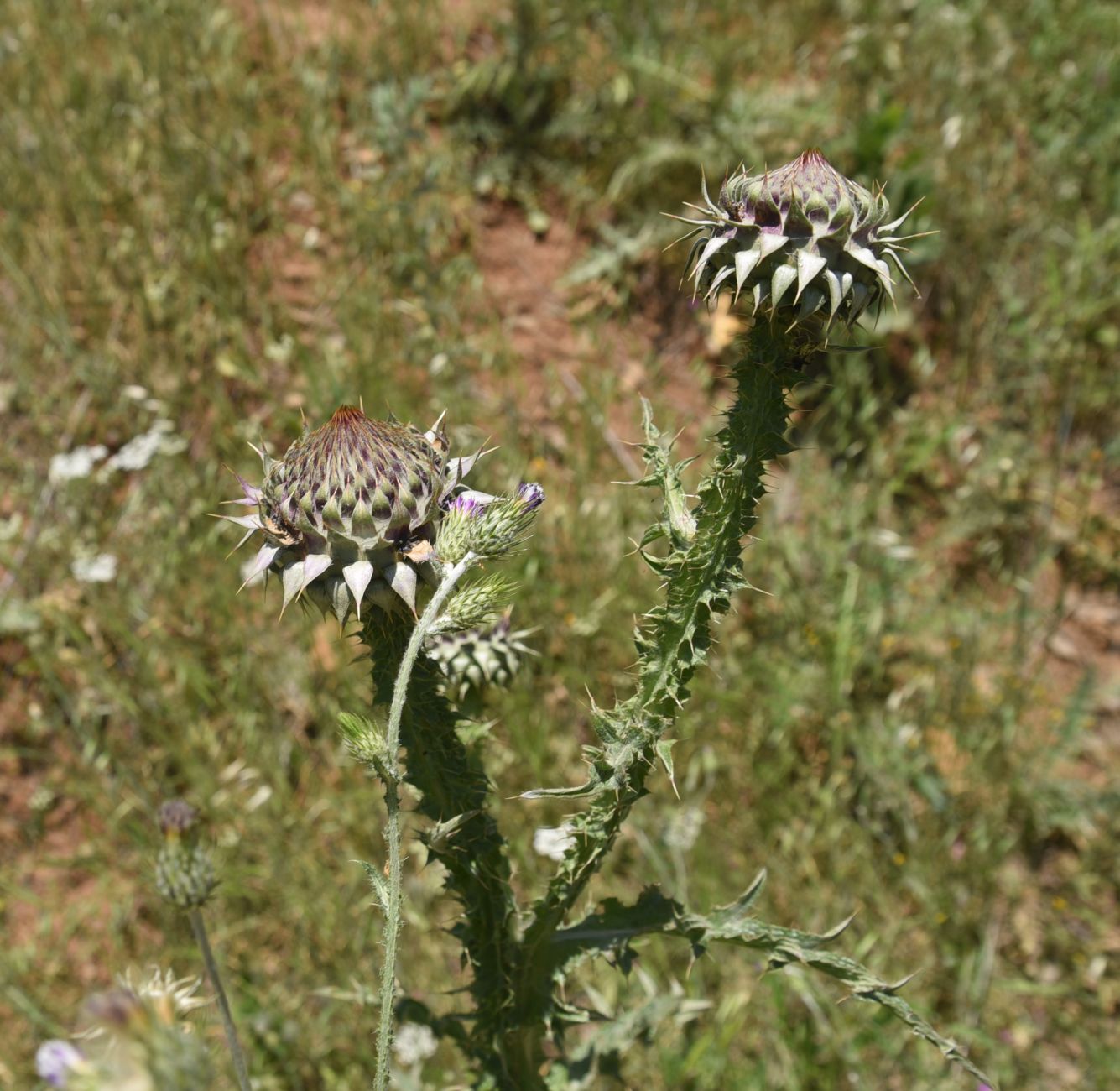 Image of Onopordum carduchorum specimen.