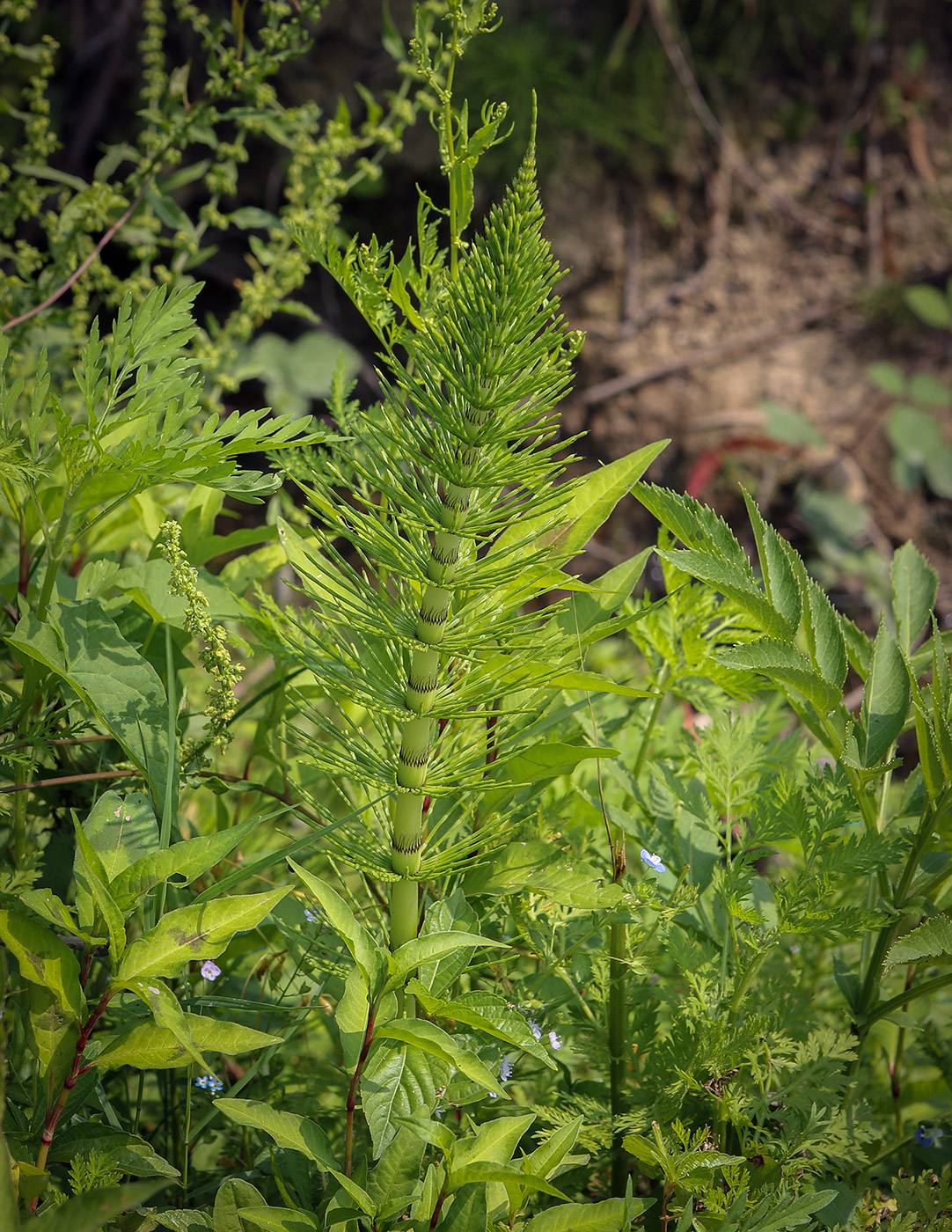 Image of Equisetum telmateia specimen.