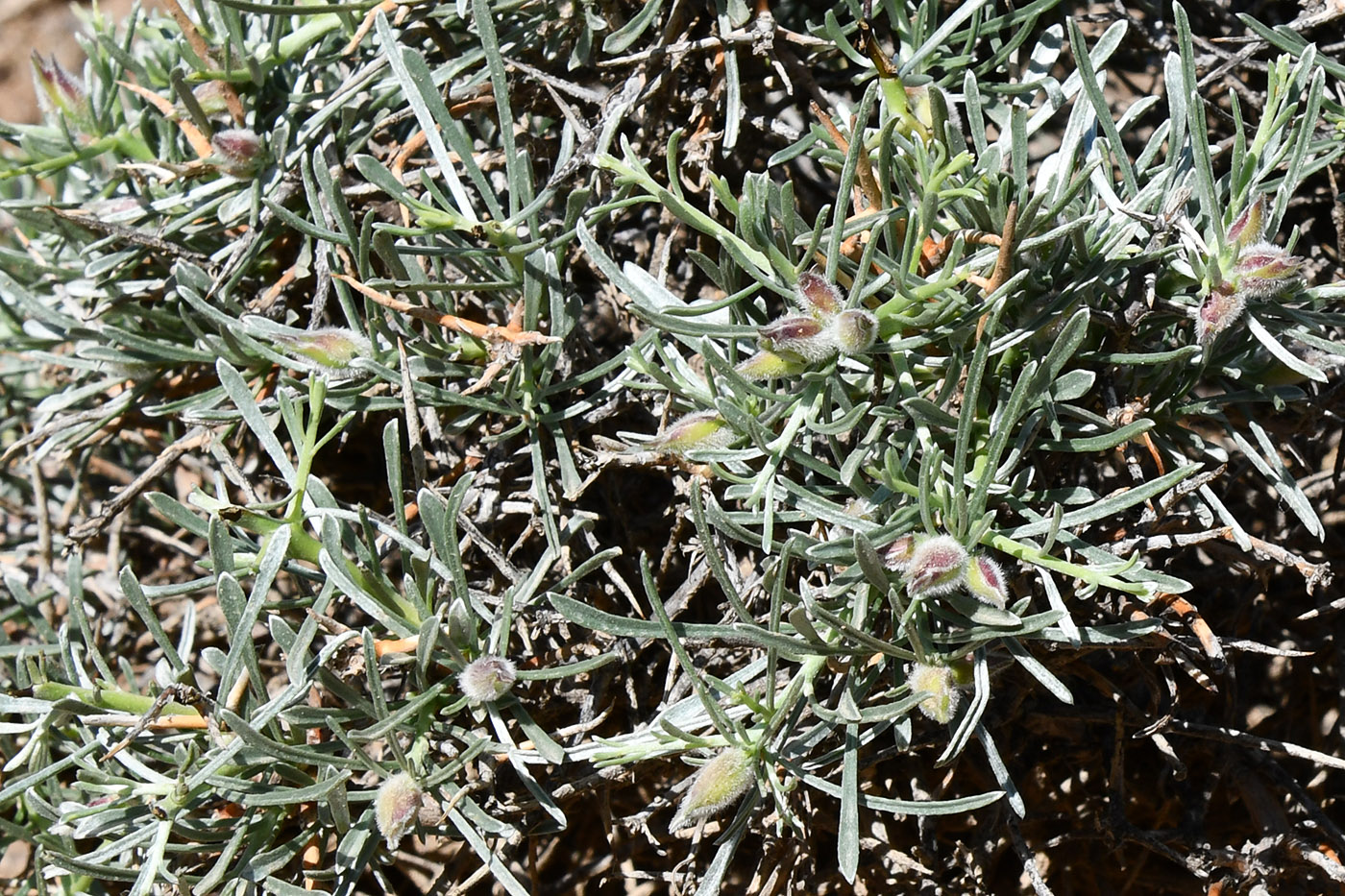 Изображение особи Convolvulus spinifer.