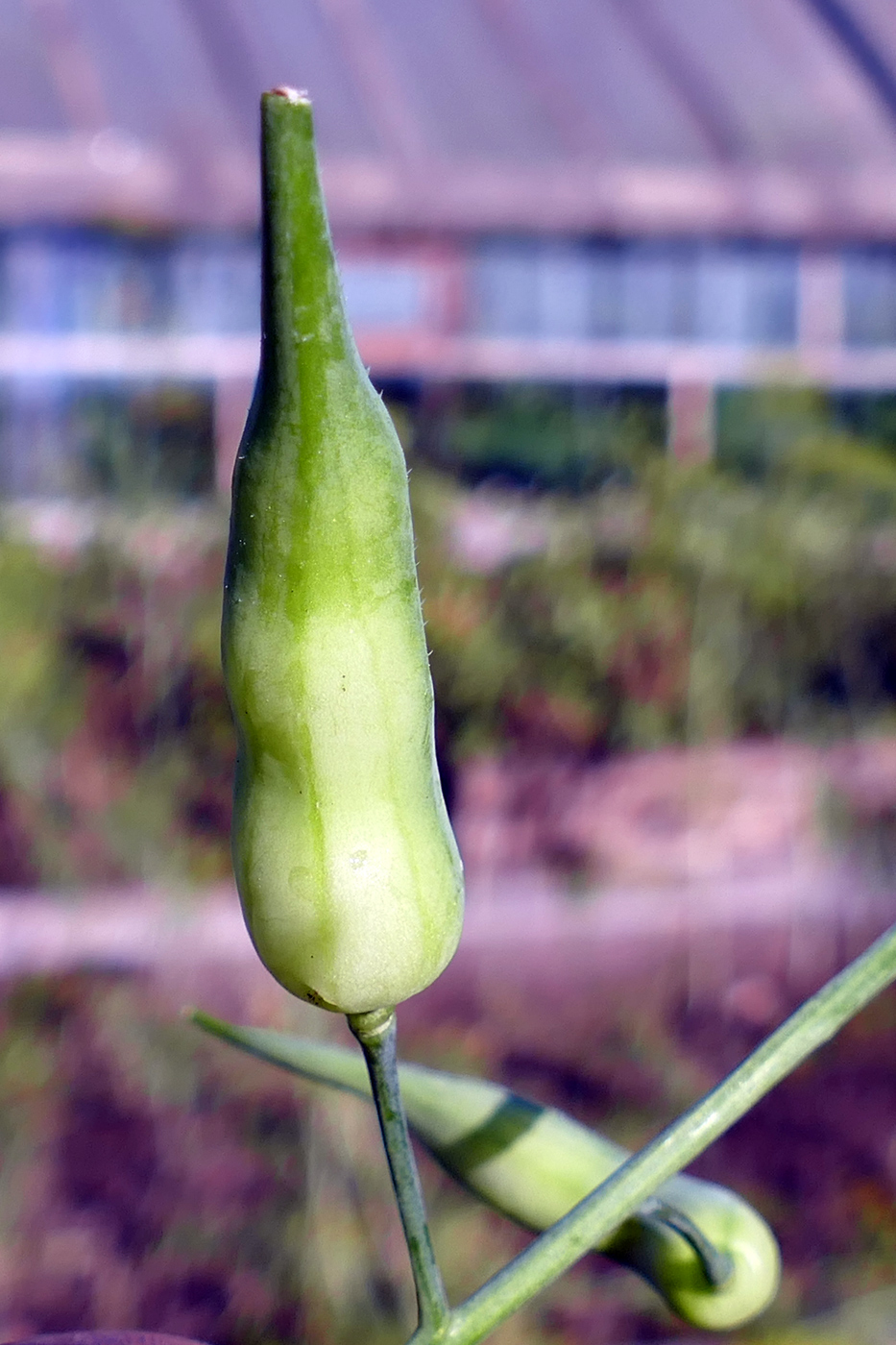 Image of Raphanus sativus specimen.