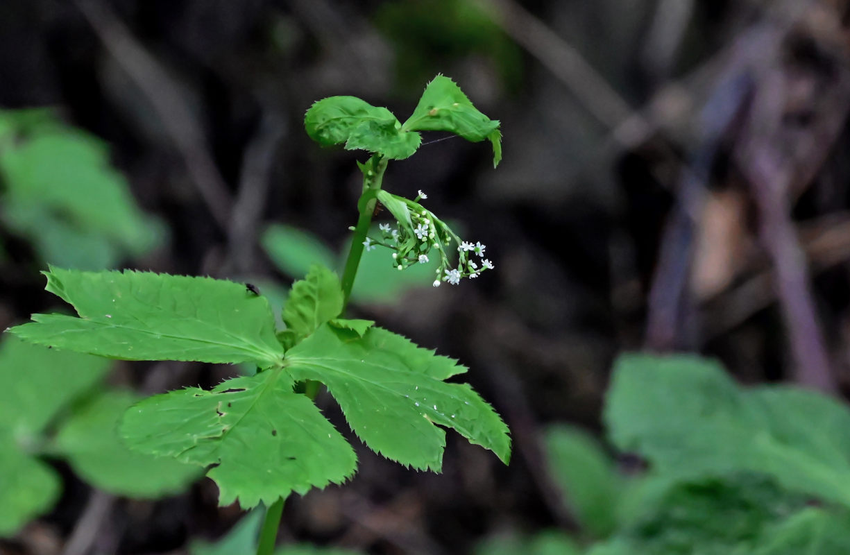 Image of Cryptotaenia japonica specimen.