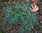 неопознанный вид. Вегетирующее растение. Турция, г. Стамбул, махалле Бейкоза, дер. Анадолукавагы, развалины замка Йорос. 09.10.2025.