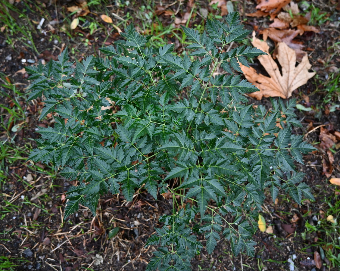 Изображение особи Неопознанный вид.