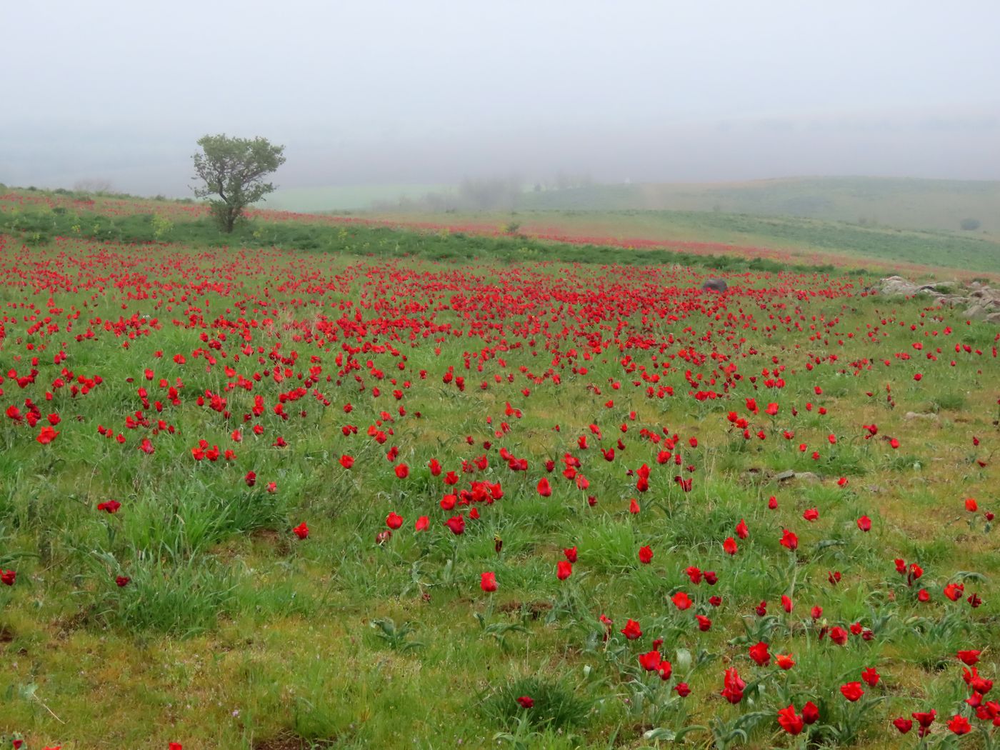 Image of Tulipa greigii specimen.