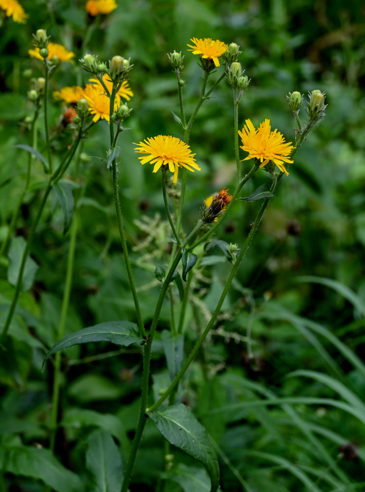 Image of genus Hieracium specimen.
