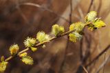 Salix bebbiana. Побег с мужскими соцветиями. Приморский край, Пограничный р-н, окр. пгт Пограничный, обочина дороги. 02.05.2026.