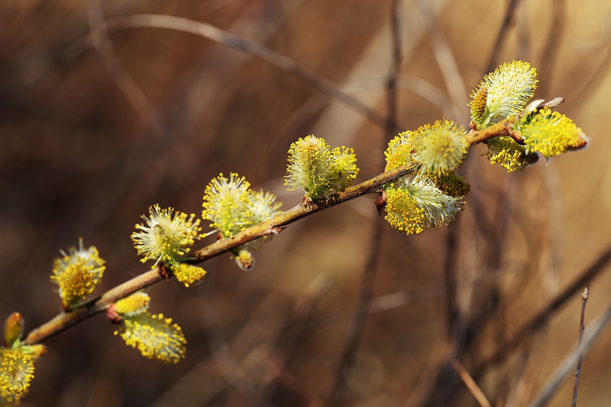 Изображение особи Salix bebbiana.