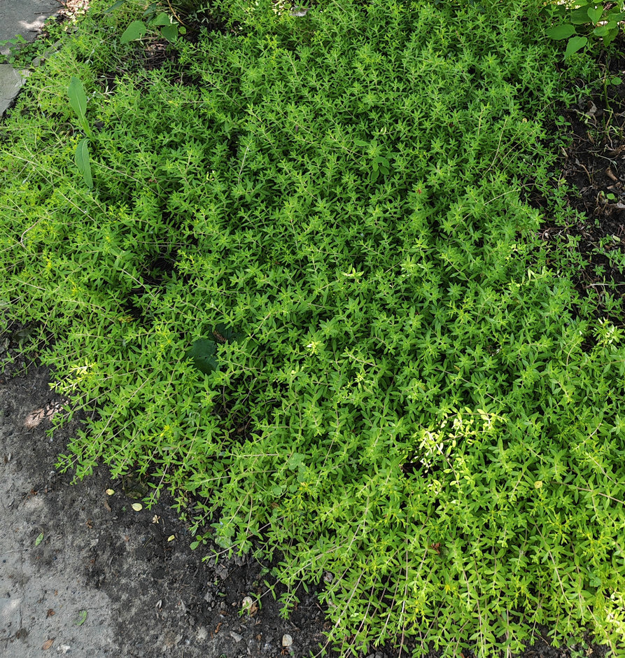 Image of Sedum sarmentosum specimen.