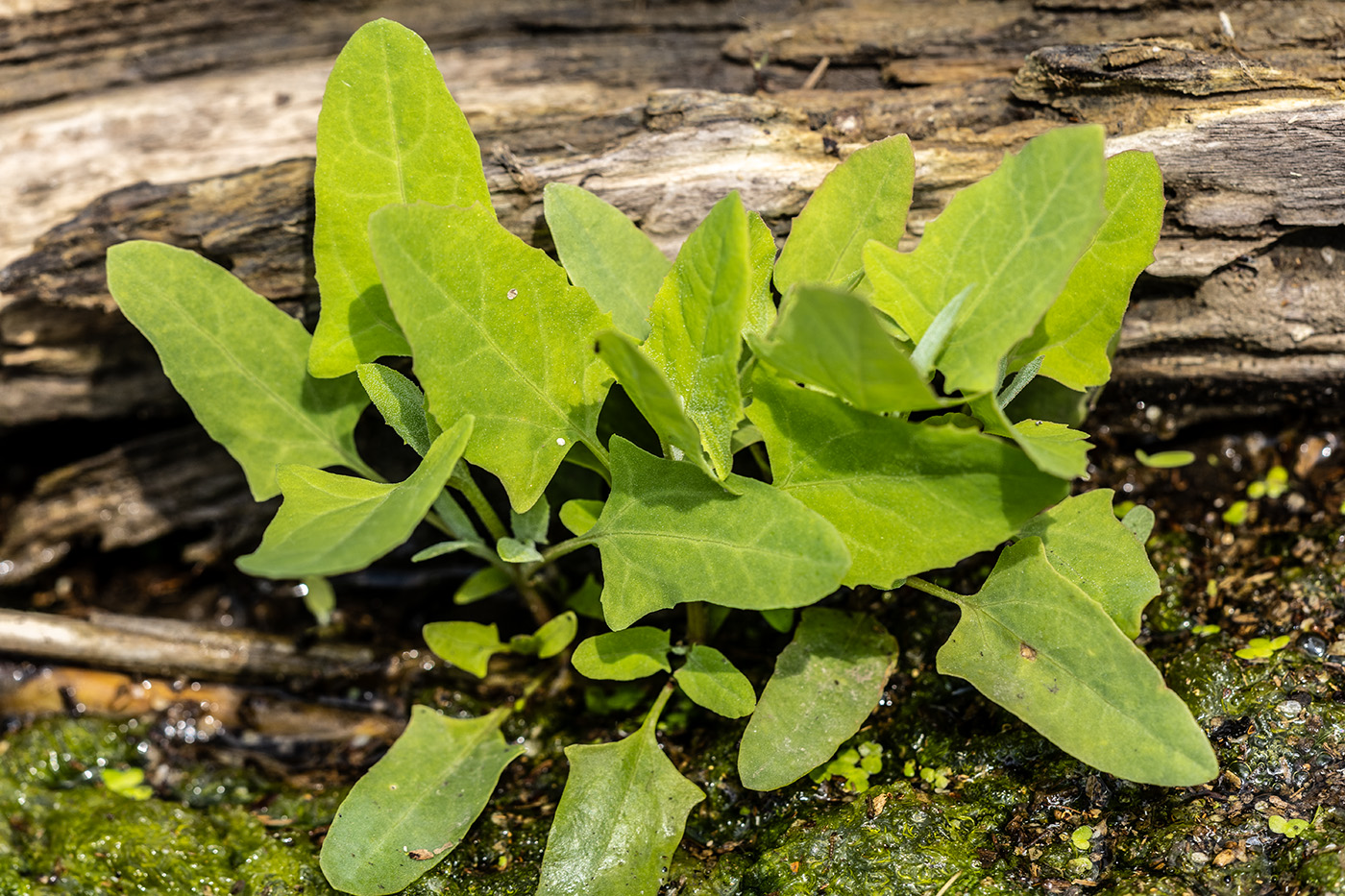 Image of genus Atriplex specimen.