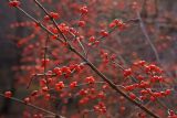 Lonicera maackii