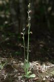 Ophrys oestrifera. Цветущие растения (высота правого — 41 см; длина соцветия — 18 см). Краснодарский край, г/о Новороссийск, Раевский с/о, окр. станицы Раевская, 56 м выс., н. у. м., ясенево-кленово-грабовый лес в пойме притока р. Маскага. 23.05.2025.