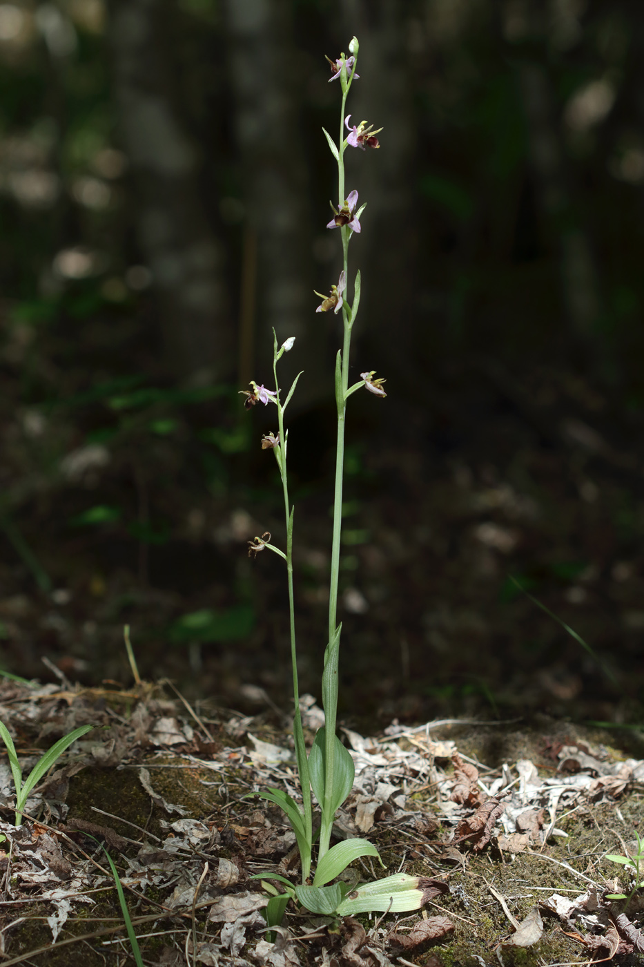 Изображение особи Ophrys oestrifera.