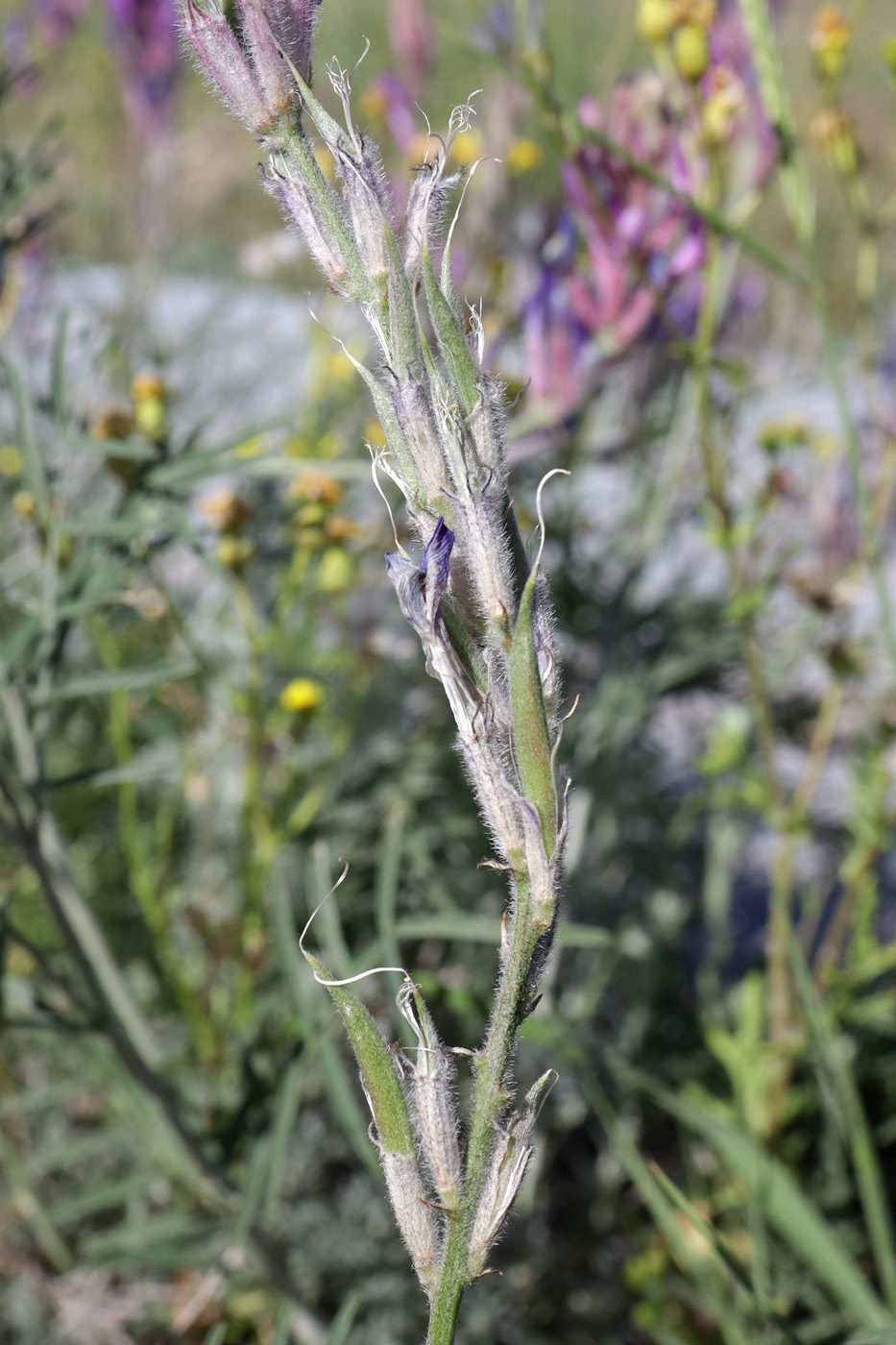 Image of Astragalus varius specimen.