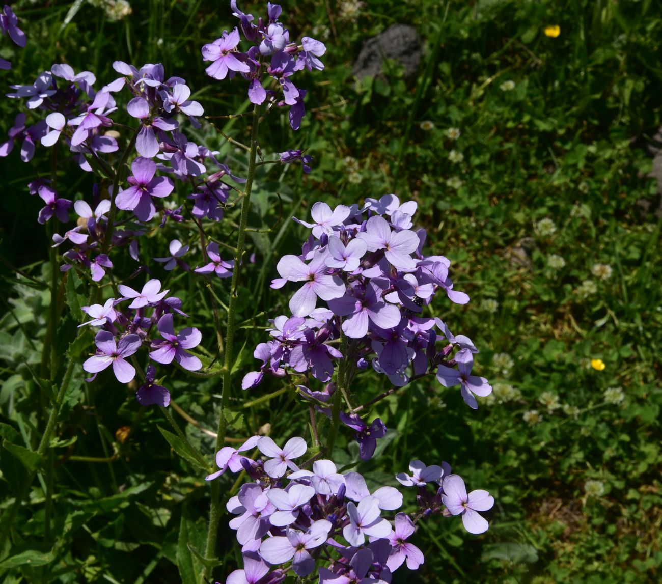 Image of Hesperis matronalis specimen.
