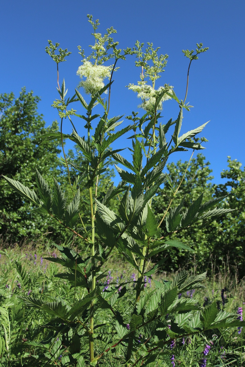 Изображение особи Filipendula ulmaria ssp. denudata.