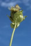 Cirsium oleraceum