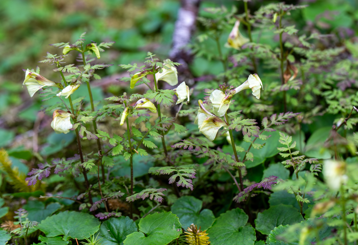 Изображение особи Pedicularis kuznetzovii.