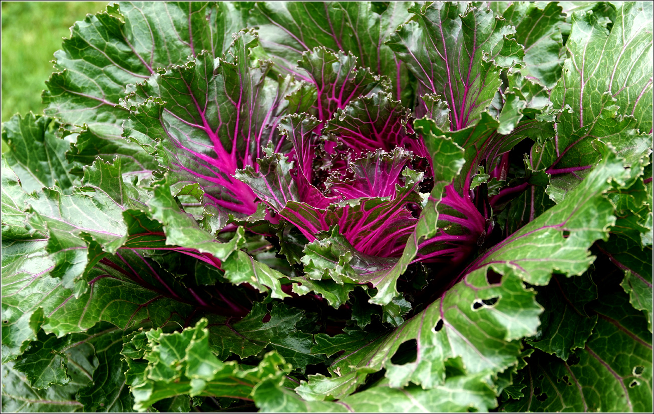 Изображение особи Brassica oleracea var. viridis.