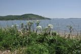 Ligusticum scoticum. Цветущее растение. Приморье, о. Шкота, коса, каменистый берег моря. 27.06.2026.