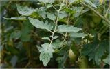 Lycopersicon esculentum. Лист. Московская обл., Раменский р-н, окр. дер. Хрипань, садовый участок. 30.07.2026.