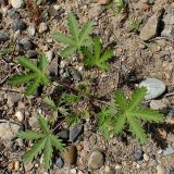 Potentilla intermedia. Вегетирующее растение. Хабаровский край, г. Комсомольск-на-Амуре, обочина грунтовой дороги. 01.07.2026.
