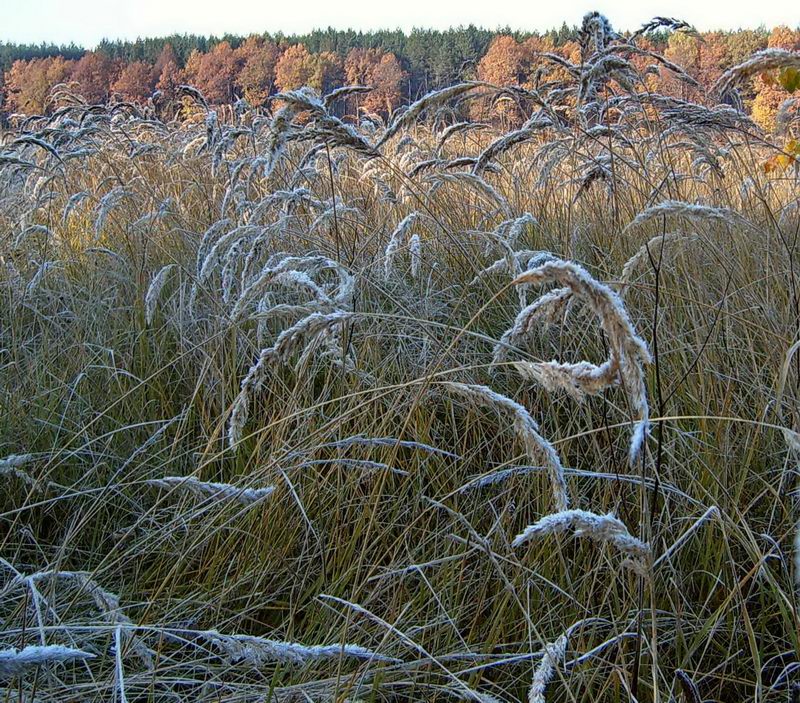 Изображение особи Calamagrostis epigeios.