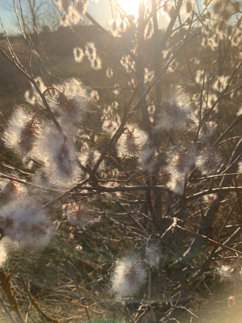 Image of Salix pentandra specimen.