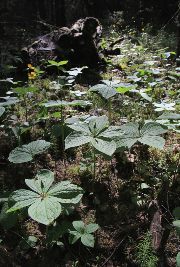 Image of Paris quadrifolia specimen.