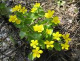 Caltha palustris