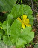 Caltha palustris