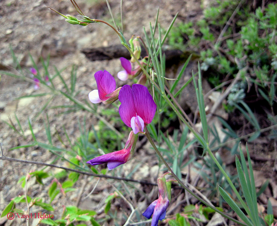 Image of Lathyrus digitatus specimen.