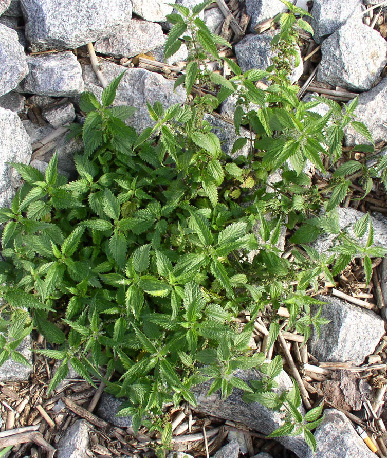 Image of Urtica sondenii specimen.