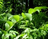 Polygonatum ovatum