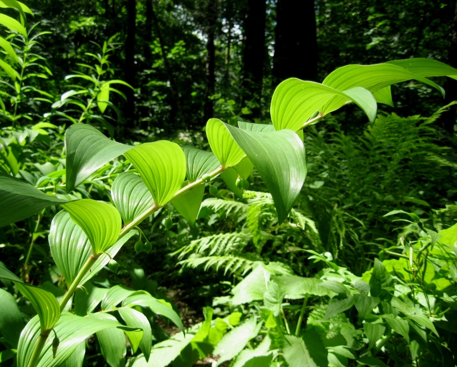 Image of Polygonatum ovatum specimen.
