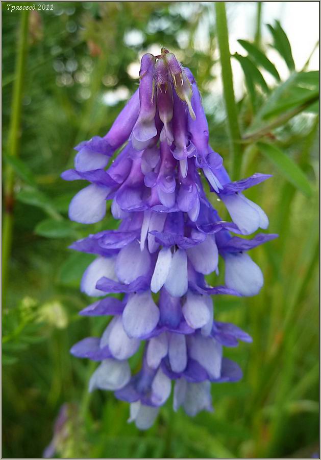 Изображение особи Vicia villosa.