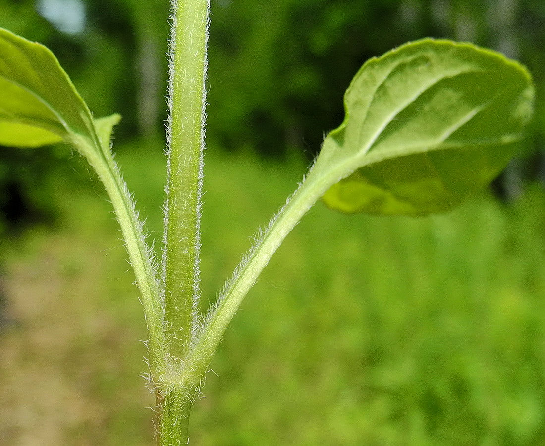 Image of Prunella japonica specimen.