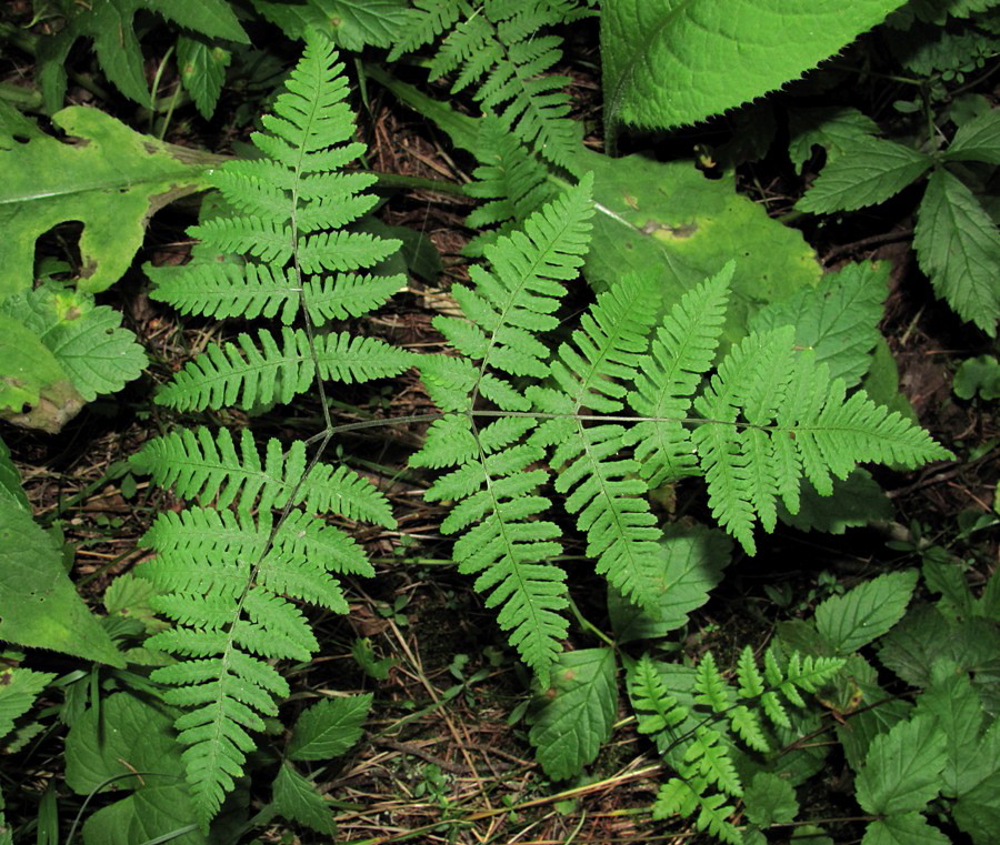 Image of Gymnocarpium robertianum specimen.